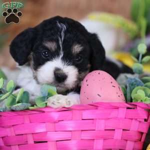 Mila, Cavachon Puppy